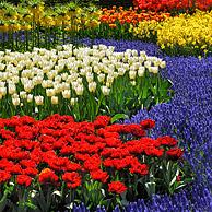 Bloemperk met kleurrijke tulpen, hyacinten en narcissen in bloementuin van Keukenhof, Nederland
